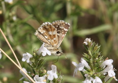 Pyrgus cirsii