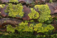 Xanthoria parietina