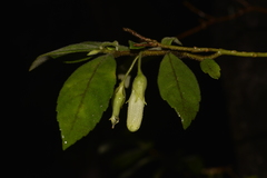 Fieldia australis