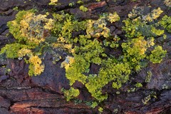 Xanthoria parietina