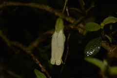 Fieldia australis