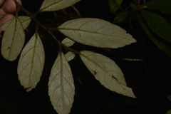 Fieldia australis