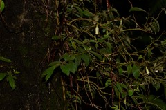 Fieldia australis