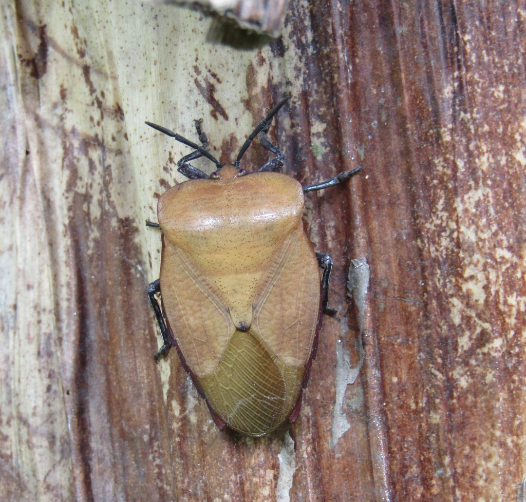 Tessaratoma javanica (Tessaratoma javanica)