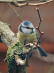 Cyanistes caeruleus