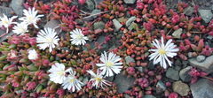 Delosperma subpetiolatum