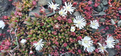 Delosperma subpetiolatum