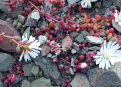 Delosperma subpetiolatum