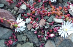 Delosperma subpetiolatum