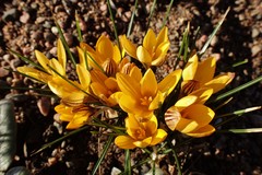 Crocus