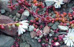 Delosperma subpetiolatum