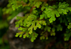 Selaginella repanda