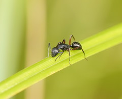 Camponotus innexus