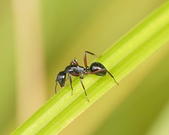 Camponotus innexus