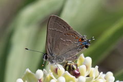 Satyrium favonius