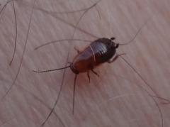 Loboptera decipiens