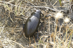 Hydrophilus pistaceus