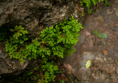 Selaginella repanda