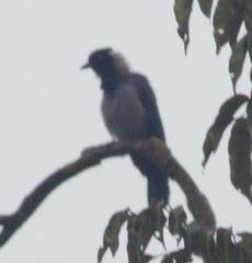 Cyanocorax heilprini