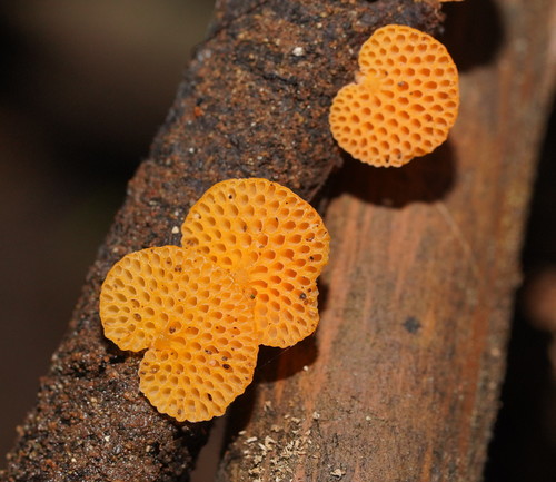 orange pore fungus
