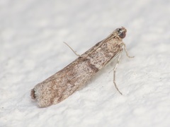Episcythrastis tabidella