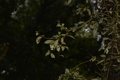 Fieldia australis