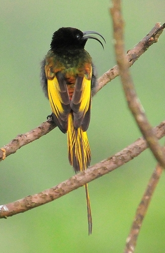 Golden-winged Sunbird