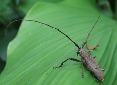 Pelargoderus bipunctatus