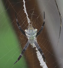 Argiope modesta