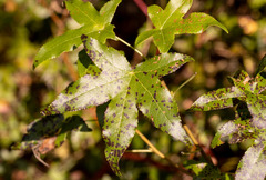 Cercospora liquidambaris
