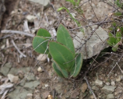 Senecio ruwenzoriensis