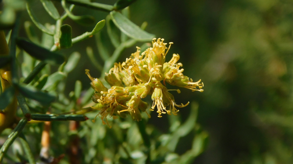 Prosopis denudans Benth. 3