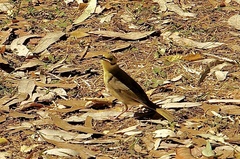 Ptilotula flavescens