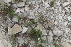 Cyperus semitrifidus