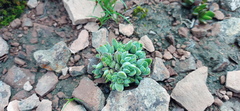 Crassula lanuginosa