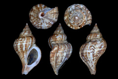 Neptunea subdilatata