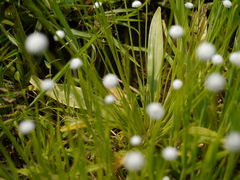 Eriocaulon sharmae