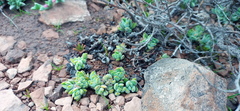 Crassula lanuginosa