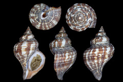 Neptunea subdilatata