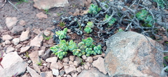 Crassula lanuginosa