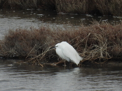 Egretta garzetta