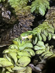Litoria bicolor