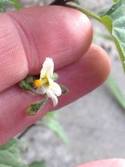 Solanum villosum