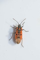Lygaeus creticus