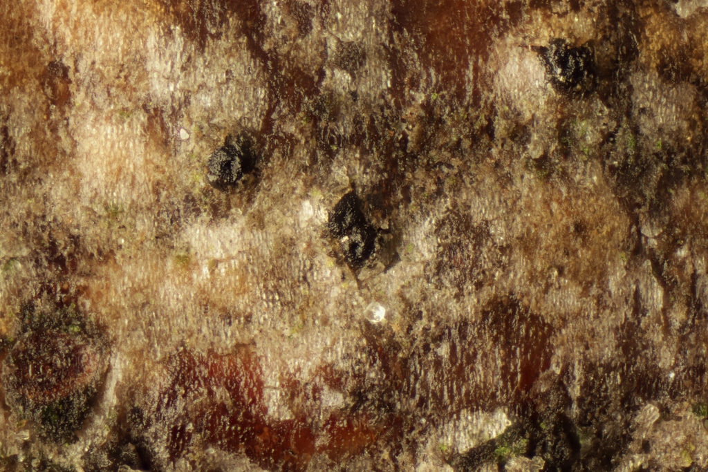 Plagiostoma convexum