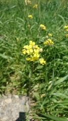 Brassica juncea