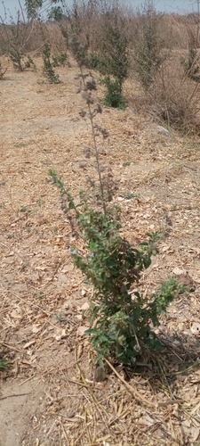 Hyptis suaveolens iNat (1)