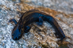 Hynobius leechii
