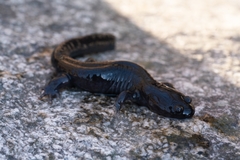Hynobius leechii