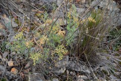 Ruta angustifolia